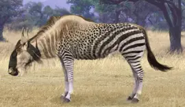 Wildebeest Zebra