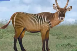 Zebra Waterbuck