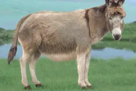 Eledonkey