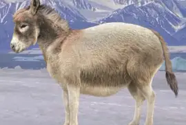 Polar Donkey