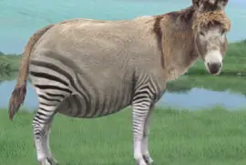Donkey Ela Zebra
