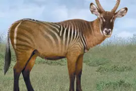 Waterbuck Zebra
