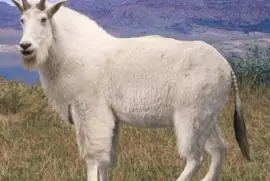 Mountain Goat Zebra tailed