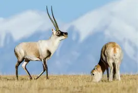 Tibetan antelope w/ baby