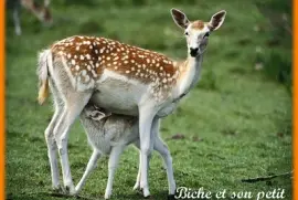Biche et son petit