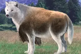 Arctic Wolf Bison