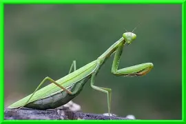 פאזל של Mante religieuse