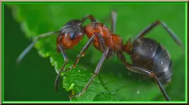 פאזל של Fourmi