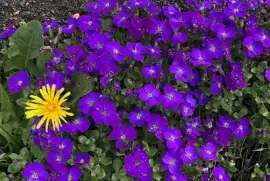 Dandelion in purple flowers
