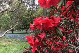 Rhododendron   bluebells, Winkworth, Surrey