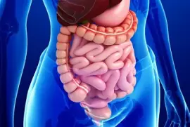 Son organos importantes para digerir los alimentos