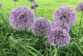Alliums at Buscot Park