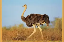 Autruche