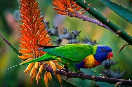 פאזל של Lorikeet