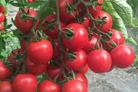 פאזל של imagem