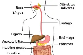 Sistema Digestório