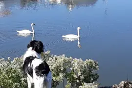 Sentier Littoral Le Teich jigsaw puzzle