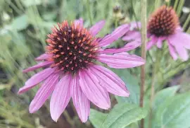 Purple echinacea flower