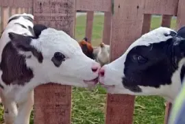 פאזל של Sweet Calves