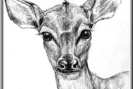 Dessin tête de biche