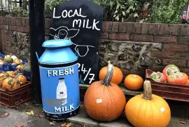 Country store- autumn pumpkins