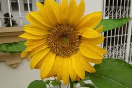 Lindo Girasol