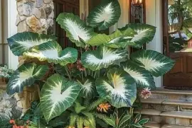 פאזל של imagem