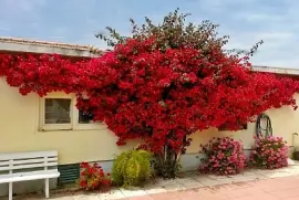 פאזל של imagem