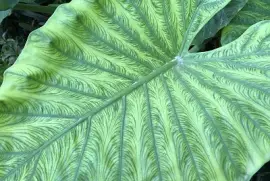 Giant leaf, Palacio de las Dueñas, Seville