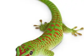 geko