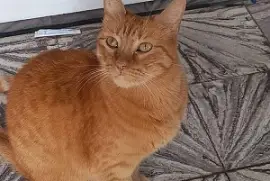 SUTTI MI VIEJITA BELLA