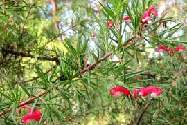 פאזל של picture