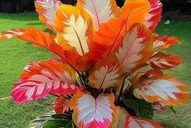 פאזל של imagem