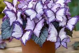 פאזל של imagem