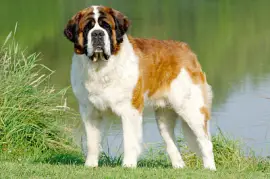 saint bernard de mer