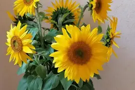 Un bouquet de tournesols