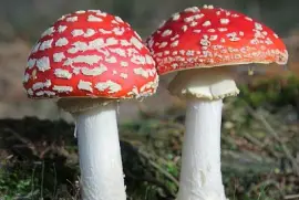 Amanita