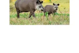 ANIMAIS DO CERRADO jigsaw puzzle