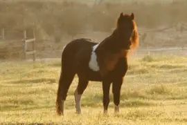 Morning sundrenched pony