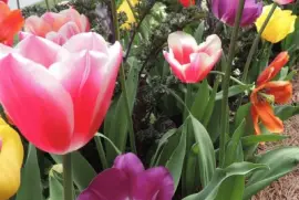 Flowers to brighten your day