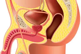 Aparato reproductor masculino