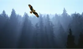 Aguila jigsaw puzzle