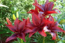 Caricias Al CorazÃ²n