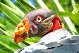 נישרון מלכותי