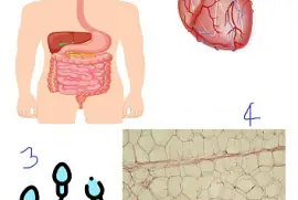 nivel de organización