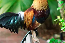 Key West Rooster jigsaw puzzle