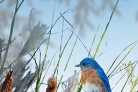 Blue Bird jigsaw puzzle