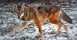 red wolf