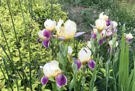 Iris in Biltmore Village