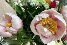Pink Peonies